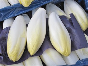 Endives wrapped in box