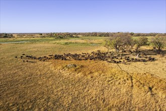Aerial view of a Buffalo herd in the countryside of the Okavango Delta. Animal paths, trees, and green grassland surround the many wild animals. Okavango Delta, Botswana, Africa