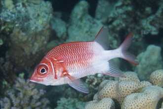 Silverspot squirrelfish