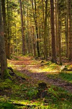 Forest path with sunlight, Schoemberg, Black Forest, Germany, Europe