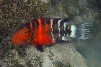 Red Breasted Wrasse