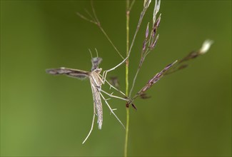 Feather moth