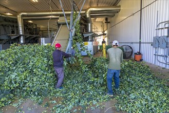 Baroda, Michigan, A Mexican-American crew processes hops at Hop Head Farms in west Michigan. They attach the bines, or vines, to hop harvesting machines that will separate the cones, or flowers, from ...