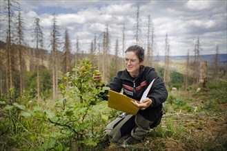 An employee of the Northwest German Forest Research Institute checks drought damage to a young beech on a trial plot in the Harz Mountains. Here, research is being conducted into how the forest can be...