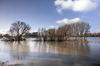 Flooding on the Rhine in the south of Duesseldorf, districts of Benrath and Urdenbach, Duesseldorf, North Rhine-Westphalia, Germany, Europe