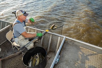 Peoria, Illinois, Dave Buchanan fishes for catfish on the Illinois River. He uses a trotline--a long line from which a hundred or more baited hooks are hung. Buchanan is a member of the Midwest Fish C...