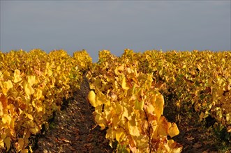 Vineyard in Pays Nantais