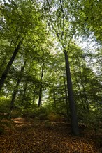 Beech forest in the nature reserve around the Holzmaar on the Holzmaarweg in the Volcanic Eifel, forest, deciduous forest, maars, maar, lake, nature reserve, Gillenfeld, Rhineland-Palatinate, Germany,...