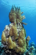 Coral tower, unusual shape of Porites stony coral