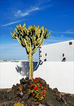 Cactus in a rock garden, Lanzarote, Canary Islands, Spain, Europe