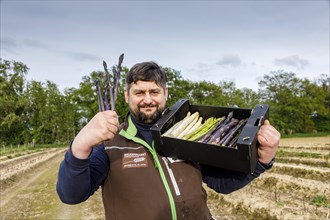 Farmer during asparagus harvest with white, green and violet or purple asparagus, a rare variety from Italy, Rheurdt, North Rhine-Westphalia, Germany, Europe