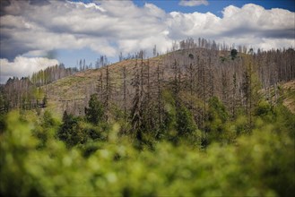 Symbolic photo on the subject of forest dieback in Germany. Spruce trees that have died due to drought and infestation by bark beetles stand at the Soes reservoir in a forest in the Harz mountains. Ri...