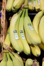 Organic bananas at the supermarket in Radevormwald, 08.06.2022. Radevormwald, Germany, Europe