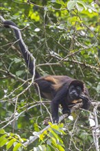 Tortuguero National Park, Costa Rica, Howler monkey