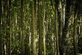 View into a deciduous forest in Lower Saxony. Mackenrode, 28.06.2022, Mackenrode, Germany, Europe