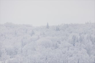 Forest in winter, taken in Sohland am Rotstein, 29.01.2023., Sohland am Rotstein, Germany, Europe