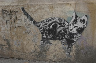Cat on house wall, street art, Bristol, England, Great Britain