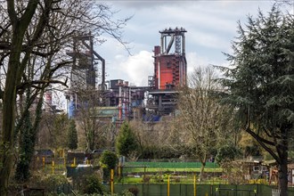 Allotment gardens in the residential area of Duisburg-Bruckhausen, behind industrial scenery with blast furnace of Thyssenkrupp Steel Europe AG, Duisburg, North Rhine-Westphalia, Germany, Europe