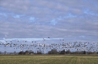 A flock of wild geese over the Wilstermarsch, the Holstein Elbmarsch, in Dithmarschen. In the background, wind turbines for power generation. Wilstermarsch, Wewelsfleth, Schleswig-Holstein, Germany, E...