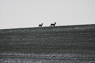 Two deer stand out on a lightly snowed field in Vierkirchen, 29.01.2023., Vierkirchen, Germany, Europe