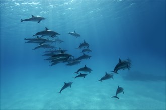 Shoal of spinner dolphins