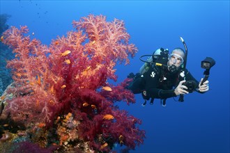 Diver, underwater photographer, photographer with camera, underwater camera, looking at Klunzingers soft coral