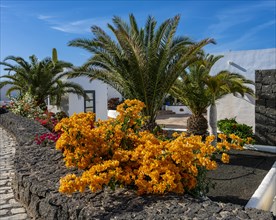 Yellow bougainvillea and palm trees, Lanzarote, Canary Islands, Spain, Europe