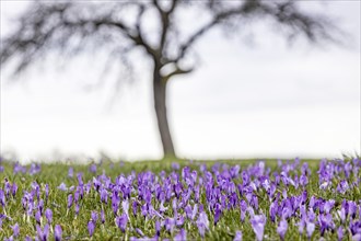 Sea of blossoms in the Zavelstein crocus meadows, up to 1, 6 million purple crocuses