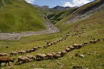 Herd of sheep in the mountain pasture