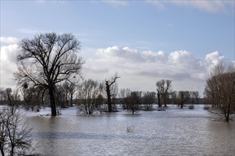 Flooding on the Rhine in the south of Duesseldorf, districts of Benrath and Urdenbach, Duesseldorf, North Rhine-Westphalia, Germany, Europe