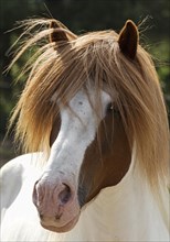 Portrait Icelandic stallion