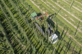 Baroda, Michigan, A Mexican-American crew harvests hops at Hop Head Farms in west Michigan. The red cutting machine cuts the ropes on which the hop vines have been growing, and workers then pull the v...
