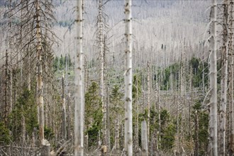 Symbolic photo on the subject of forest dieback in Germany. Spruce trees that have died due to drought and infestation by bark beetles stand in a forest in the Harz Mountains. Torfhaus, 28.06.2022, To...