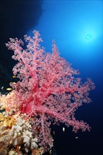 Klunzinger soft coral