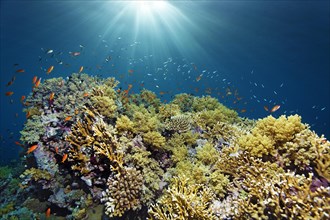 Typical reef canopy on coral reef with various stony corals and soft corals backlit by the sun, shoal of sea goldie