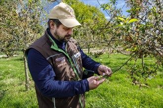 Fruit grower controls the cherry orchard, Rheurdt, North Rhine-Westphalia, Germany, Europe