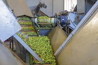 Baroda, Michigan, Hops flowers, or cones, move on conveyors after they are separated from bines