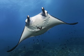Reef manta ray