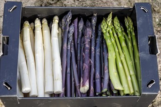 White, Green and Purple or Purple Asparagus, a rare variety from Italy