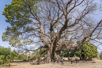 Huge ancient kapok tree in Missirah, Sine Saloum Delta, Senegal, West Africa, Africa