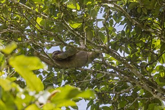 Guapiles, Costa Rica, A brown-throated three-toed sloth