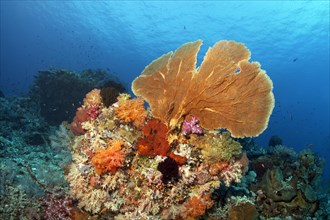 Coral block with gorgonian