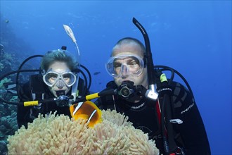 Diver, two, looking at Red Sea anemonefish