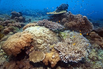 Intact stony coral reef with corals of different species, many, small coral fish, Lake Sawu, Pacific Ocean, Komodo National Park, UNESCO World Heritage Site, Lesser Sunda Islands, East Nusa Tenggara P...
