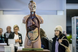 Preparation of a human body for biology lessons by the manufacturer Hedinger. The trade fair Didacta is Europes largest education trade fair. Stuttgart, Baden-Wuerttemberg, Germany, Europe