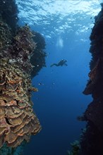 Diver with camera crosses reef breach in coral reef, Red Sea, Daedalus Reef, Deadalus Island, Egypt, Africa