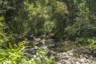 Carbet River in Guadeloupe National Park, Basse-Terre, Guadeloupe, France, North America