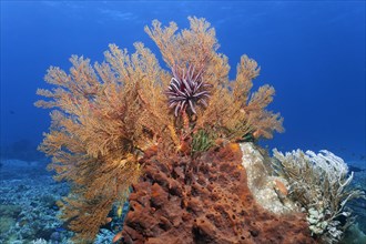 Top Knotted sea fan, gorgonian