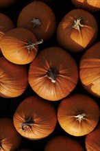 Hokaido pumpkins on a field, Ditzingen, 26.08.2022., Baden-Wuerttemberg, Germany, Europe