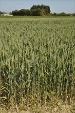Green wheat fields in Brittany